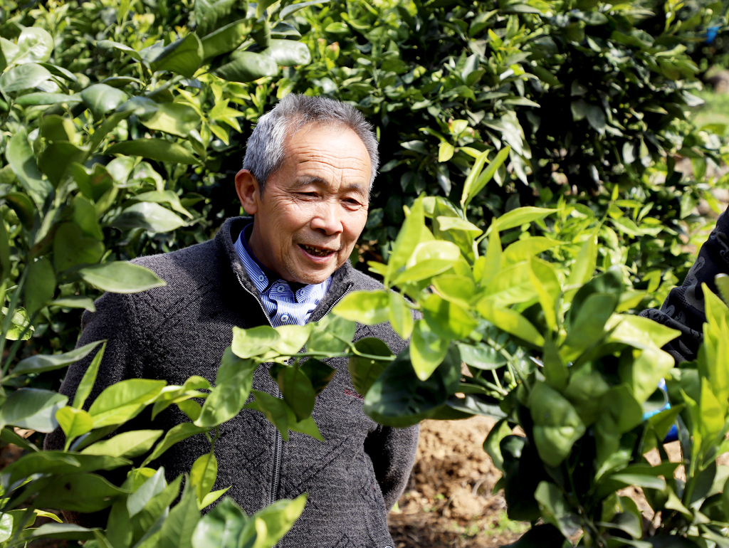 毛相林与农技人员探讨柑橘种植中遇到的问题2。鲁作炳摄