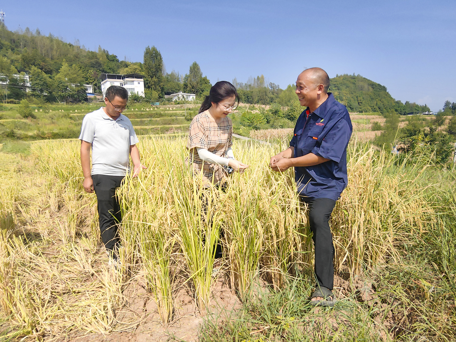 云阳县人大代表李军（右一）和当地干部一起在稻田里查看稻谷收成情况。