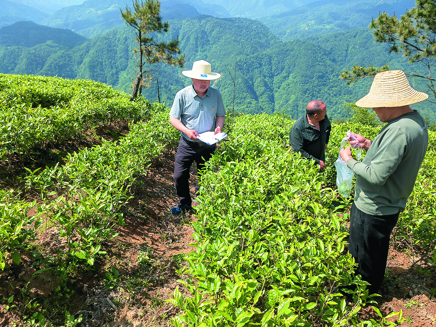 周安全（左一）在白茶基地查看茶叶的生长情况