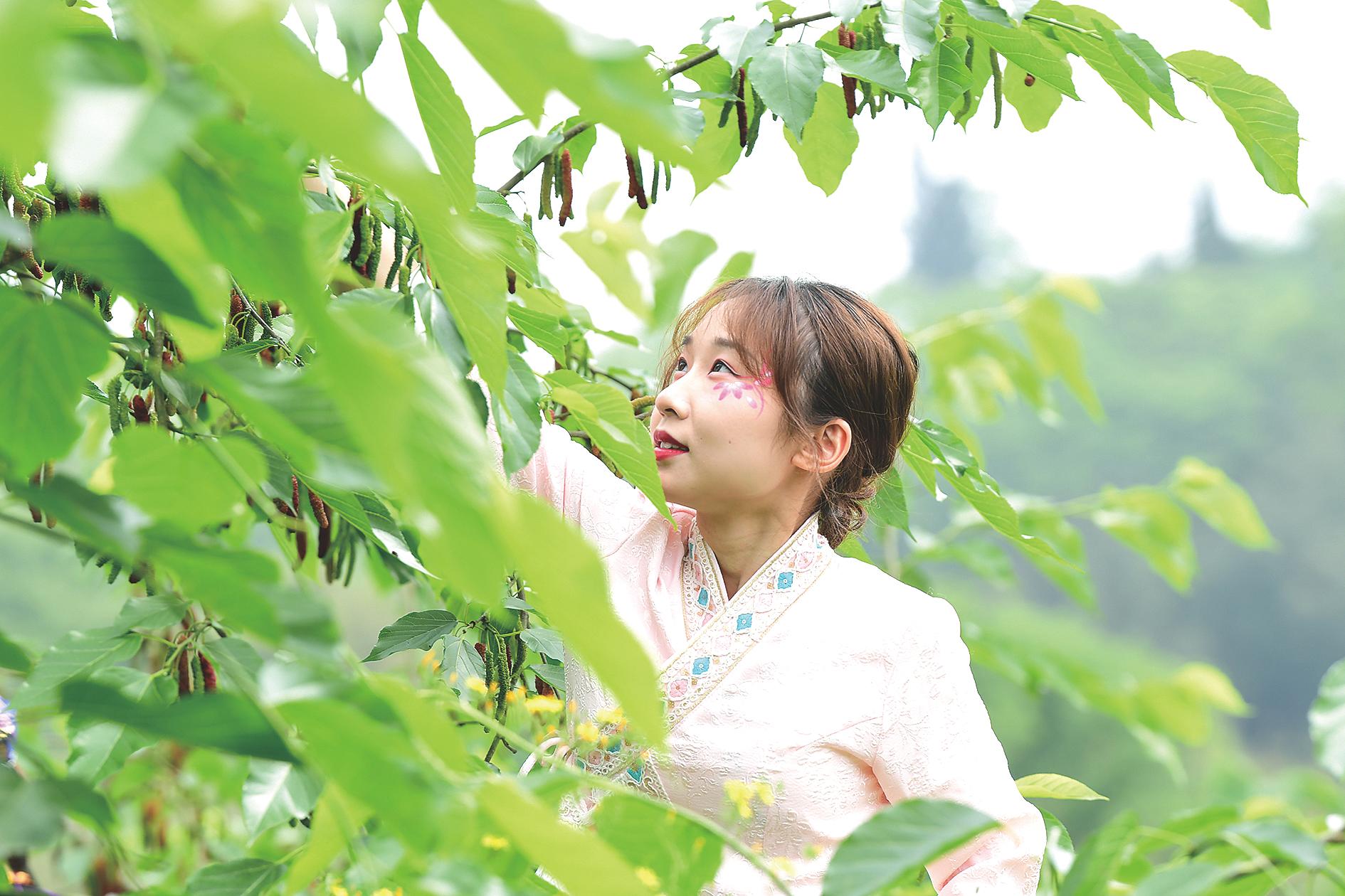 游客桑田采摘桑葚 记者 苏盛宇摄 (9).JPG