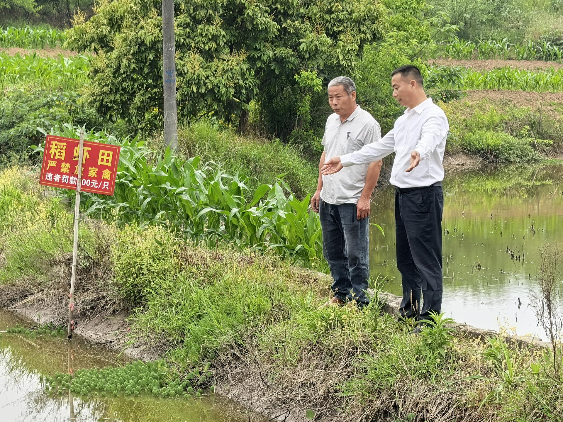 唐勇(右)查看稻虾田的虾苗长势。