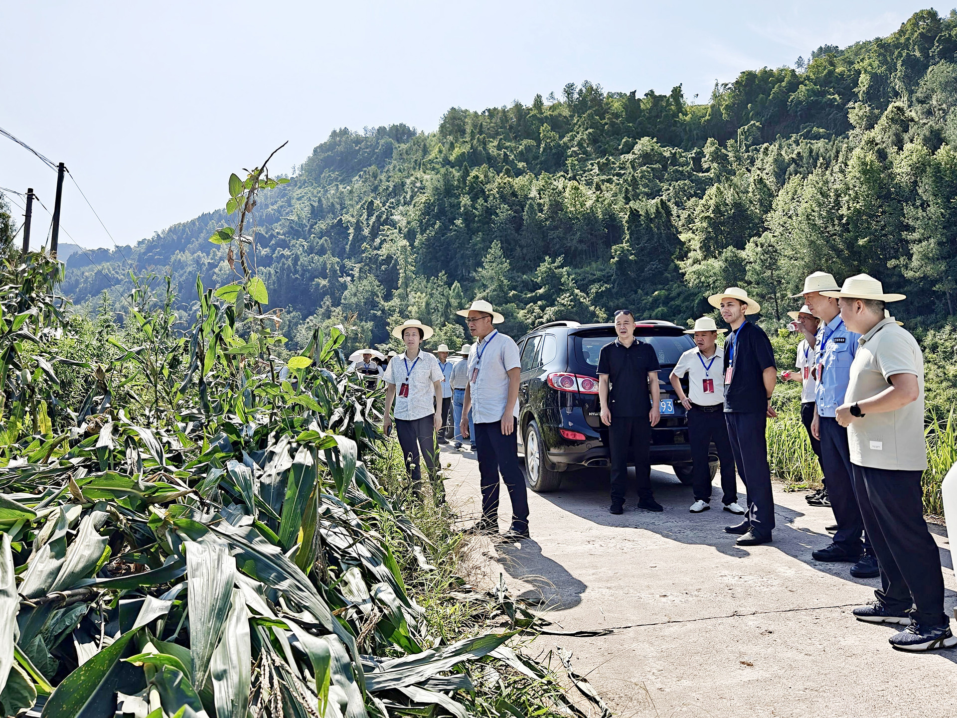 代表一行查看受灾玉米地。